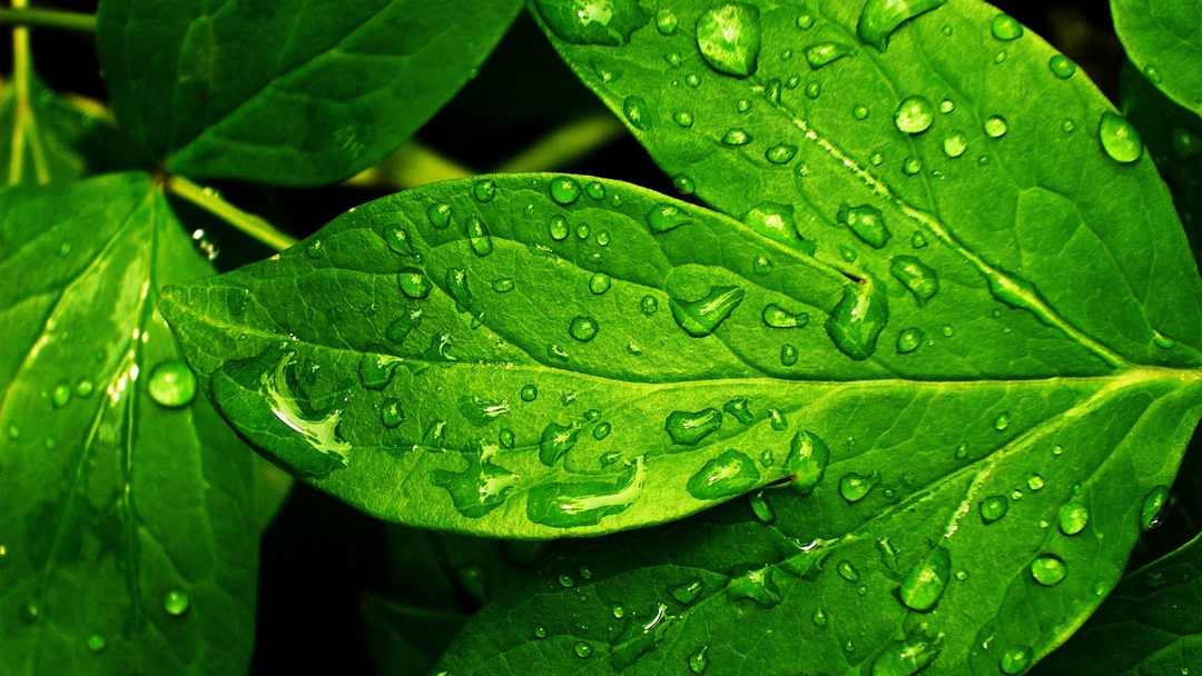 Luz do sol que a folha traga e traduz em verde novo - Caetano Veloso