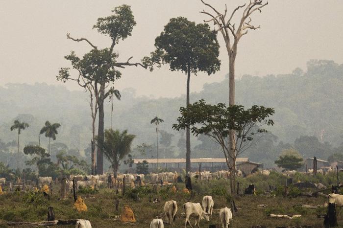 MPF questiona negócios dos maiores desmatadores da Amazônia