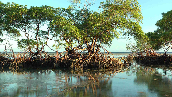 A importância do manguezal