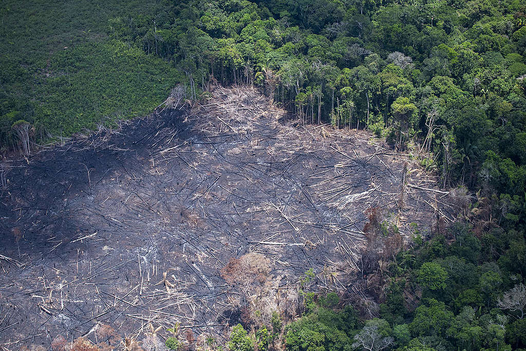 Segundo o site, os projetos apoiados pelo Fundo Amazônia já contribuíram para proteger 45 milhões de hectares na região, impactando 162 mil pessoas com atividades produtivas sustentáveis.