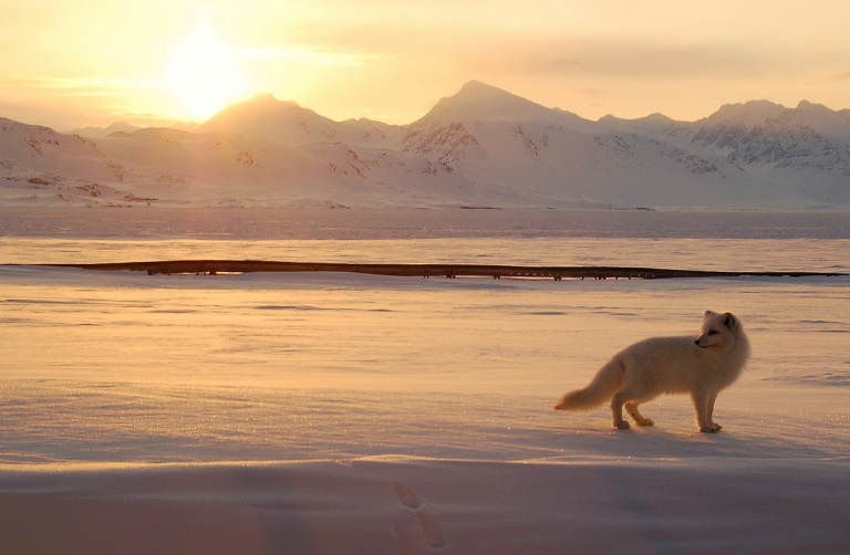 Raposa caça no arquipélago norueguês de Svalbard, no Ártico, onde cerca de 200 renas morreram de fome pelas mudanças climáticas na região.