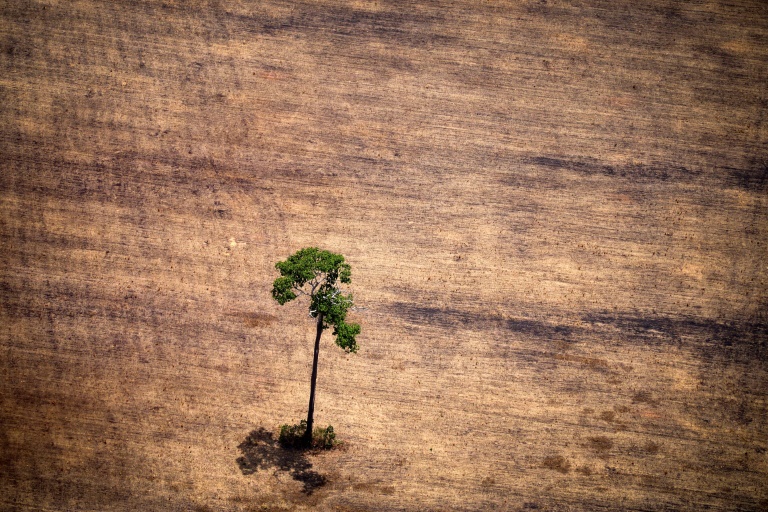Árrvore no meio de zona desmatada na Amazônia, em outubro de 2014.