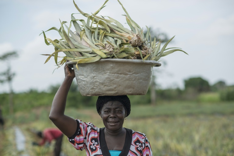 As mulheres representam mais de 40% da mão de obra em países em desenvolvimento, segundo a FAO