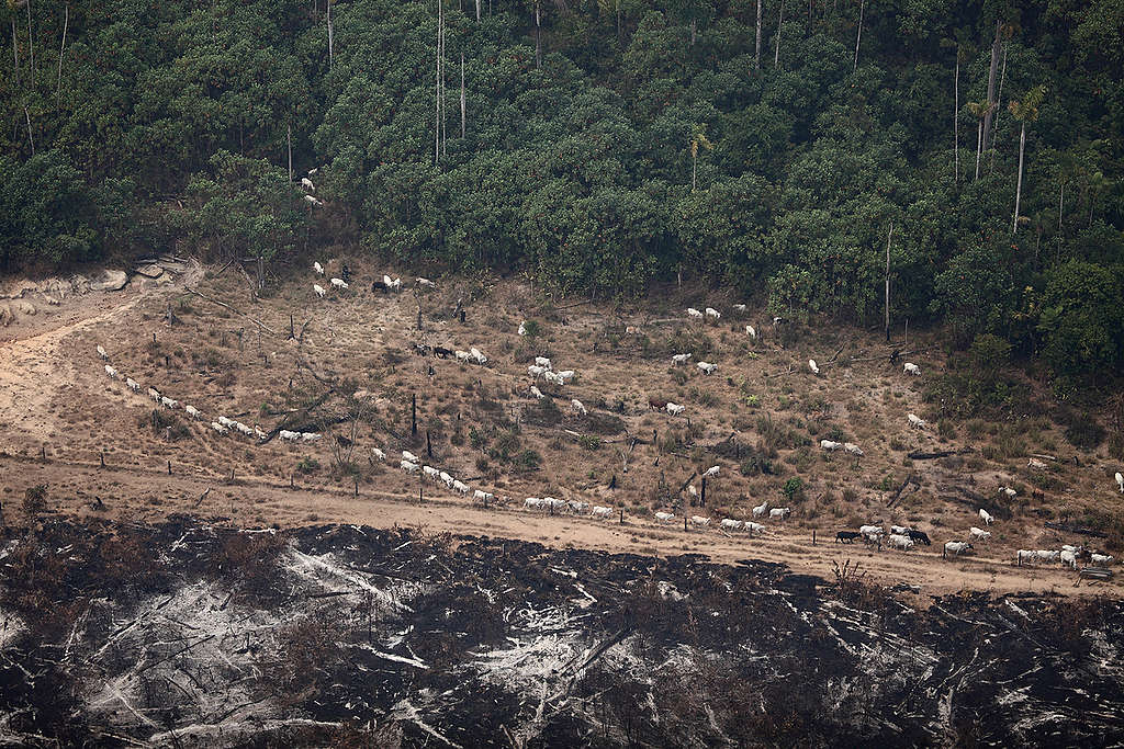 Terras da Floresta Nacional de Jamanxim, próximas à BR-163 são queimadas ilegalmente para abrir espaço para a criação de gado