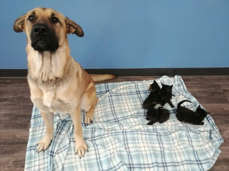 A cadela chamada Serenity manteve com vida uma ninhada de gatinhos com o calor de seu corpo em uma fria noite canadense