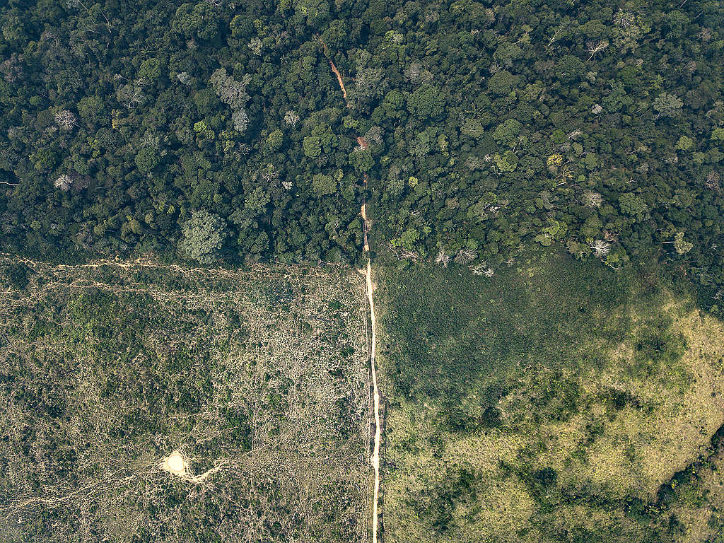 Devastação da floresta na Terra Indígena Karipuna (RO).