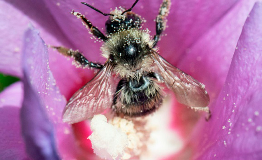 Abelha pousa sobre um hibisco para coletar o pólen da flor