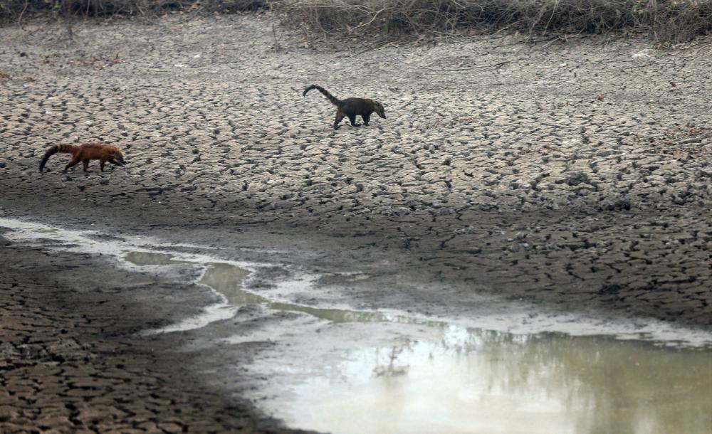 Animais sofrendo na seca e após queimadas no Pantanal