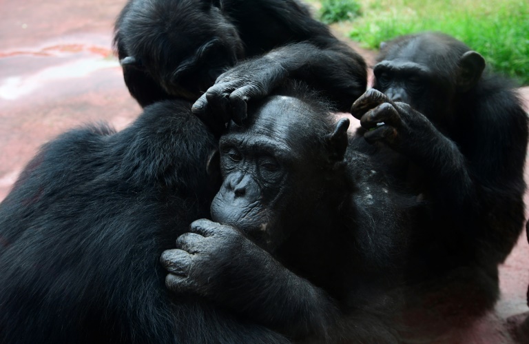 O estudo relatou interações sociais entre 21 chimpanzés machos selvagens com idades entre 15 e 58 anos