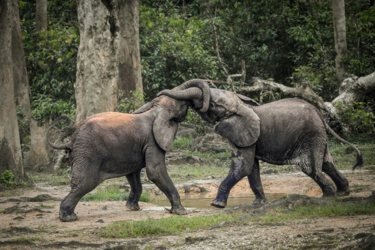 Dos jovens elefantes da selva na reserva Dzanga Sangha, na República Centroafricana