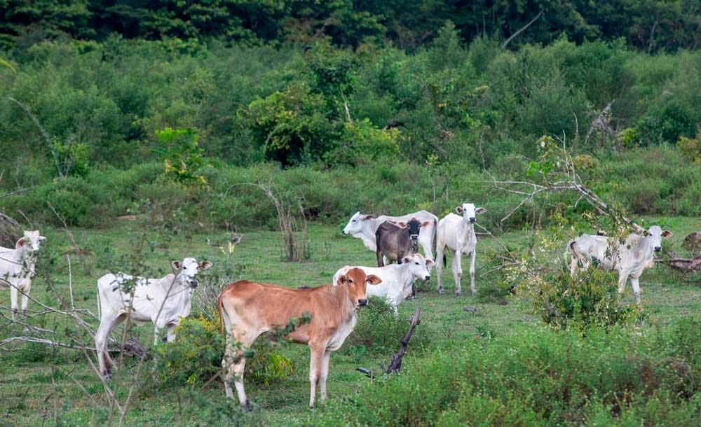 Criação de gado da JBS, acusada de utilizar 'terceiros' para burlar pecuária ilegal
