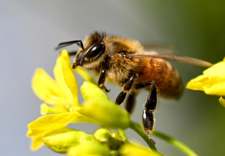 Foto de arquivo de uma abelha