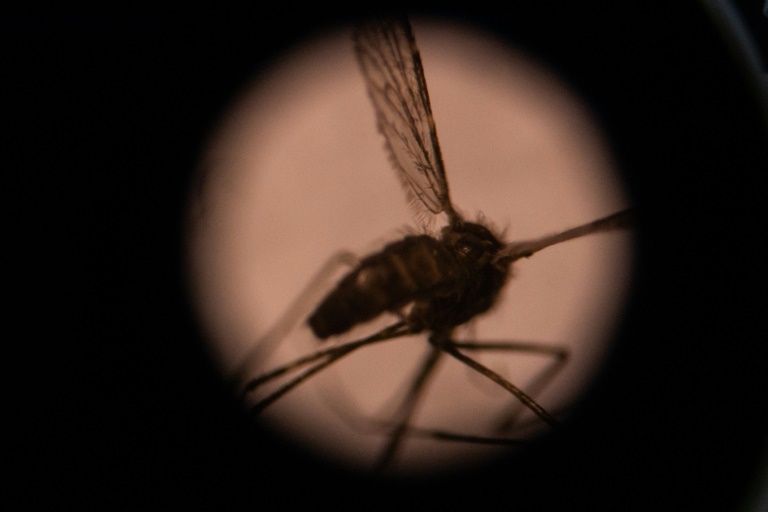 A malária é uma doença transmitida por mosquitos que mata mais de 400 mil pessoas por ano, principalmente crianças na África