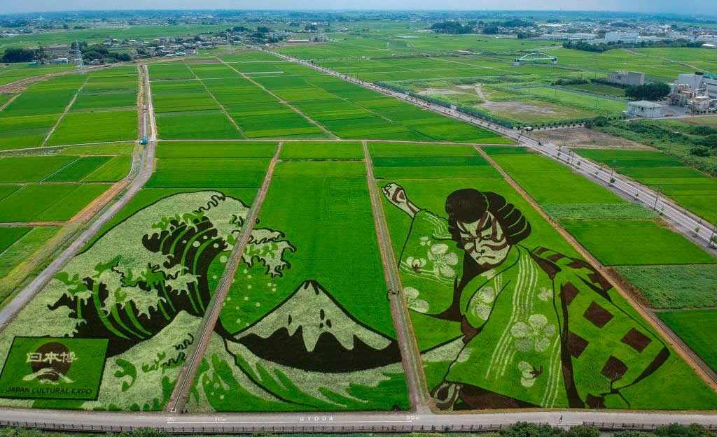 Vista aérea da obra de arte realizada em campos que utilizam vários tons de plantas de arroz, na cidade de Gyoda, Saitama