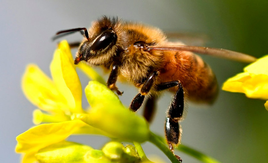 Segundo a ONU, as abelhas polinizam 71 das 100 espécies cultivadas que fornecem 90% dos alimentos do mundo