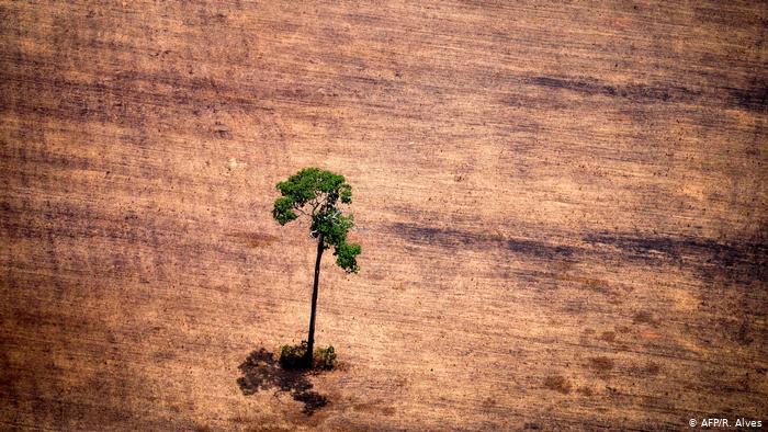 Desmatamento da Amazônia afeta o clima de todo o planeta