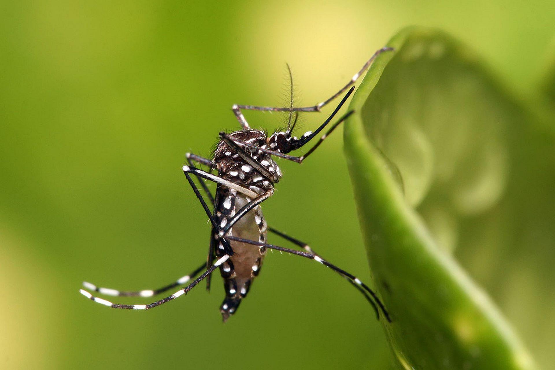 O Aedes aegypti é um exemplo de espécie exótica invasora que causa grande impacto na economia brasileira