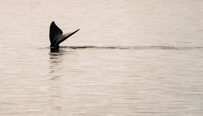 Restam apenas cerca de 370 baleias francas do Atlântico Norte, aqui uma delas em 2019 na costa dos EUA