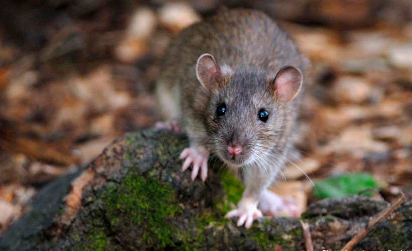 Ratos são invasores e um problema ambiental em diferentes locais do planeta