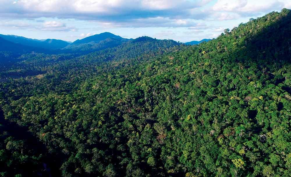 Reserva no Sul da Bahia: áreas privadas têm segurado o desmatamento, mas perda foi de 10 milhões de hectares em 35 anos