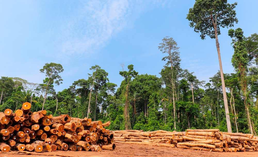 Exploração ilegal de madeira aumenta no Pará, aumentando a degradação da floresta