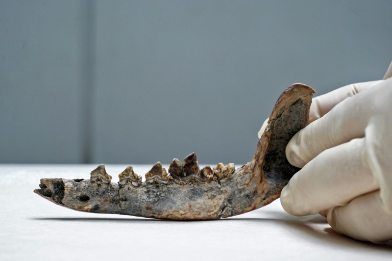 Foto do fóssil da mandíbula de um cachorro, em San José, Costa Rica, parte do Projeto 'Xulo'