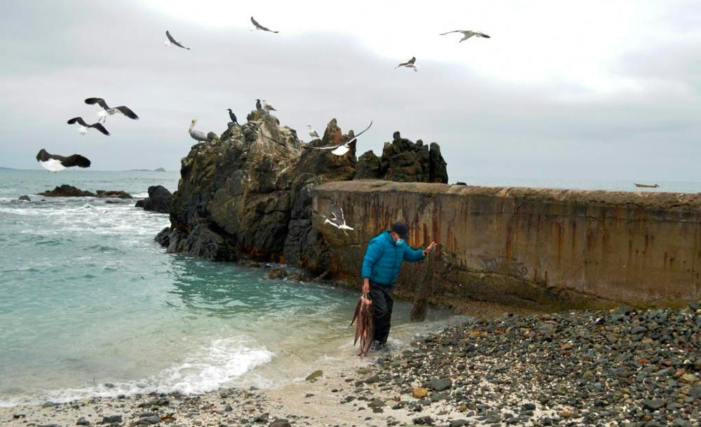 Arquipélago de Humboldt na costa de Punta Choros, em La Higuera, no Chile, reúne espécies em risco de extinção