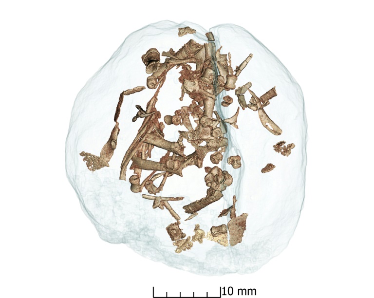 Esta imagem de folheto divulgada pelo ESRF mostra uma varredura de um ovo de dinossauro descoberto na Patagônia, Argentina
