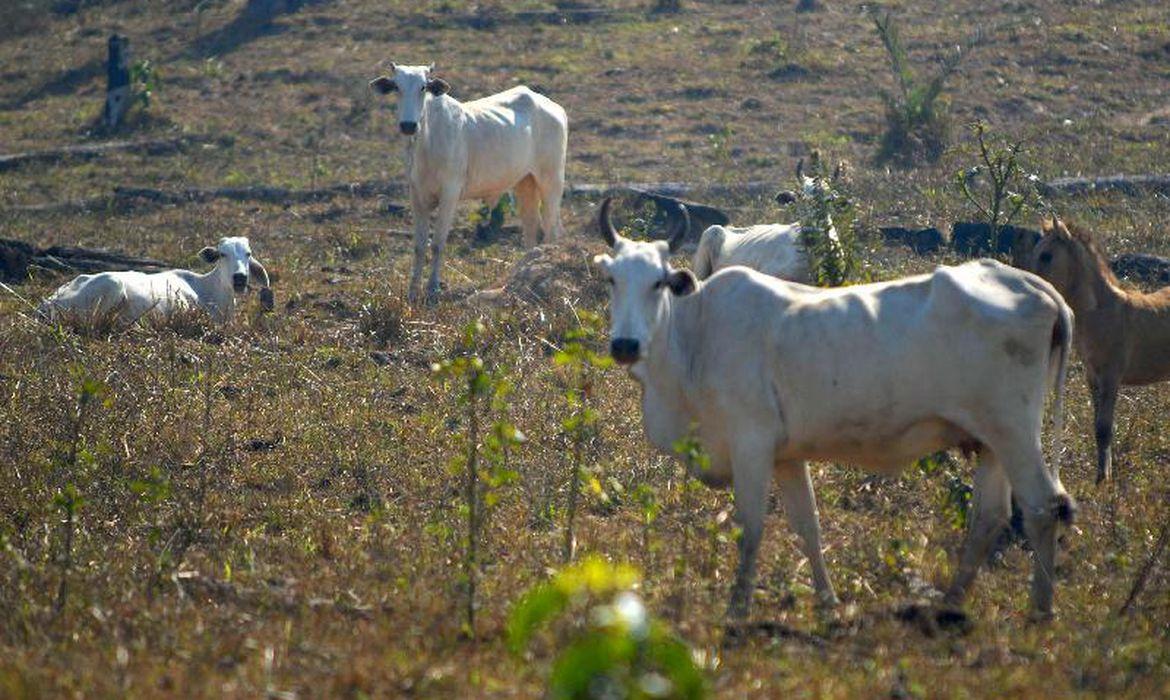 Cerca de 71,85% das emissões de metano vêm da agropecuária no Brasil