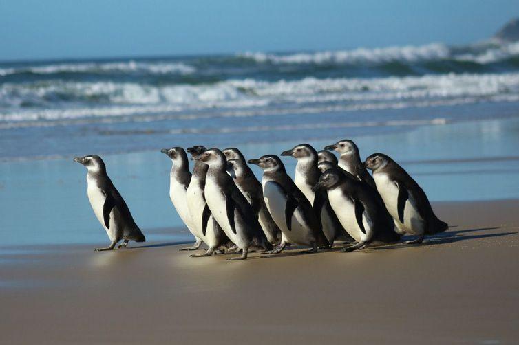 Espécie é Pinguins de Magalhães (Spheniscus magellanicus)