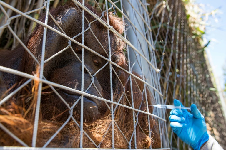 Cuidador de zoológio vacina orangotango em Santiago, em 3 de janeiro de 2022