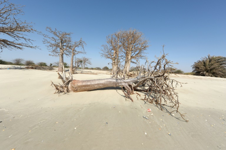 (2013) Árvores derrubadas pela elevação do nível do mar devido ao aquecimento global, na costa senegalesa