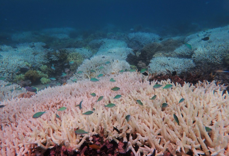 Dos 719 recifes estudados, 654 (91%) mostram danos por branqueamento