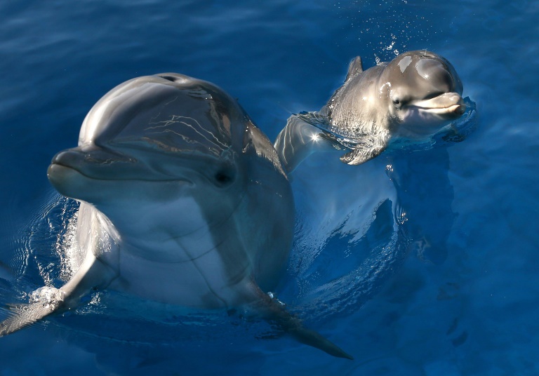 Os golfinhos-nariz-de-garrafa usam o sabor da urina e os guinchos para reconhecer seus amigos, segundo um estudo