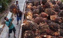 O país do sudeste asiático iniciou um embargo completo sobre as exportações do produto em 28 de abril, motivado pela escassez no mercado local e o aumento dos preços do óleo de palma para cozinhar (WAHYUDI/AFP)