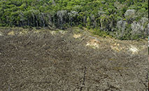 Entre 2020 e o ano passado, foram desmatados 21.642 hectares do bioma (AFP)