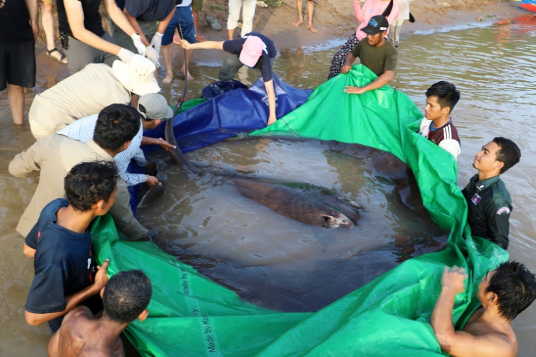 Arraia de 300 quilos pescada no Camboja