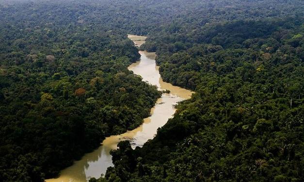 Floresta registrou recorde de desmate e em 151 dias derrubou 3.360 km² de mata