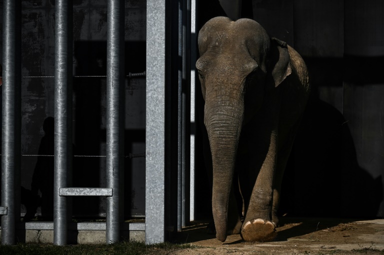 (ARQUIVOS) Nesta foto de arquivo tirada em 23 de novembro de 2021, Gandhi, um elefante asiático de 52 anos, come no Elephant Haven European Elephant Sanctuary (EHEES), em Bussiere-Galant