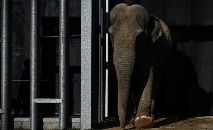 (ARQUIVOS) Nesta foto de arquivo tirada em 23 de novembro de 2021, Gandhi, um elefante asiático de 52 anos, come no Elephant Haven European Elephant Sanctuary (EHEES), em Bussiere-Galant (Philippe LOPEZ/AFP)