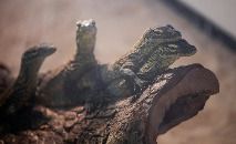Dragões-de-komodo jovens de quatro meses, mantidos em cativeiro como parte do programa de conservação da espécie em extinção. (Juni Kriswanto/AFP)