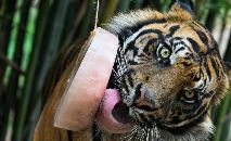 Tigre lambe um cubo de gelo de carne para se refrescar no zoológico de Roma (Tiziana FABI/AFP)