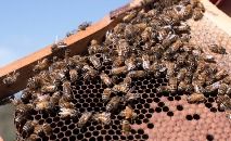 Cada colmeia continha entre 10.000 e 30.000 abelhas (Gregory PLESSE/AFP)