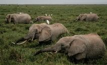 A área nos limites do Parque Nacional Amboseli, no sul do Quênia, abriga elefantes, girafas, antílopes e leões (Yasuyoshi CHIBA/AFP)