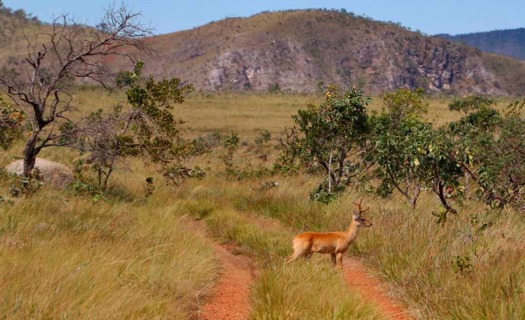 O Cerrado é considerado a savana com maior biodiversidade do planeta (Duda Menegassi/((o))eco)